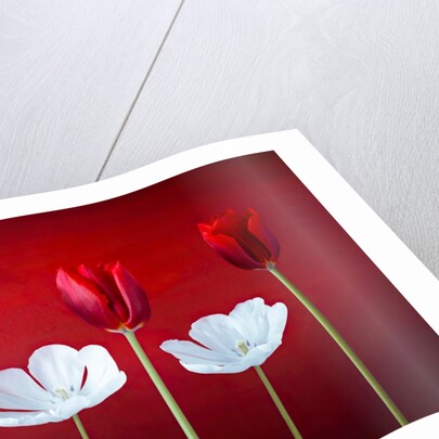 Tulip flowers in a row by Assaf Frank